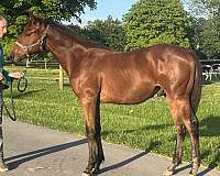 anglo-iberian-horse