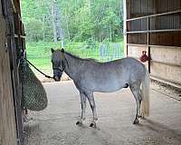 grey-icho-gelding