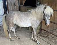 grey-icho-pony