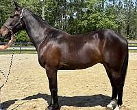 ride-or-drive-gelding