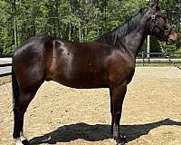 backs-draft-horse