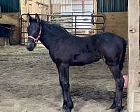black-none-horse