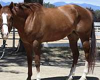paint-gelding