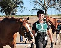 paint-horse-for-sale