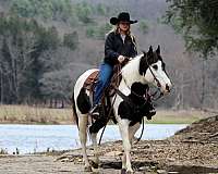 ranch-work-paint-horse