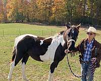 jetalong-paint-horse