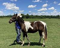 leo-san-man-paint-horse