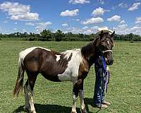 adios-amigos-paint-horse