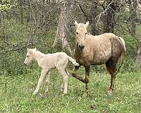 recipient-quarter-pony
