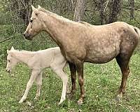 recipient-horse