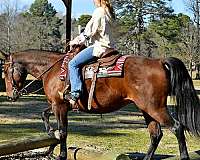 western-dr-gelding