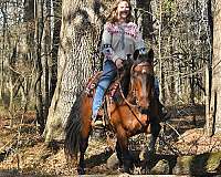 beginner-horse-quarter