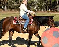 bombproof-horse-quarter