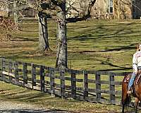 kids-horse-quarter