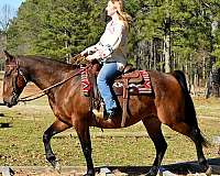 ranch-horse-quarter