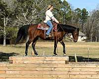 western-dr-horse