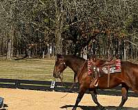western-dr