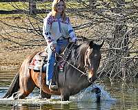 trail-horse-quarter