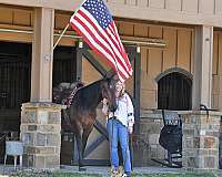 sweet-quarter-horse