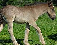 colt-gypsy-vanner-horse