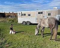 and-hoof-care-mountain-pleasure-horse