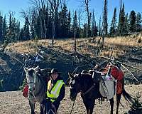 and-willing-mountain-pleasure-horse