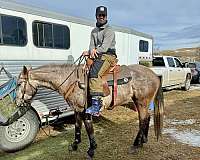 attitude-mountain-pleasure-horse