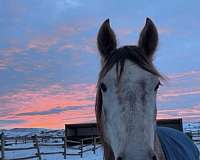 available-mountain-pleasure-horse