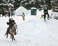 backs-mountain-pleasure-horse