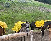 balanced-mountain-pleasure-horse