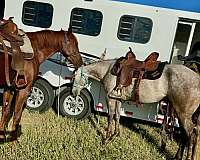 barn-mountain-pleasure-horse