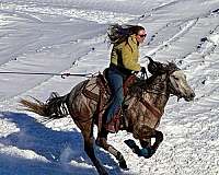 beginner-novice-mountain-pleasure-horse