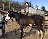 black-overo-paint-stallion