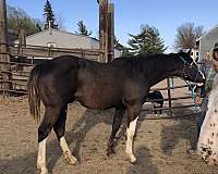 black-overo-apha-stallion