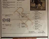 black-overo-apha-horse