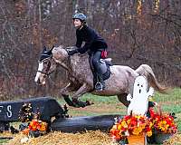 pace-appaloosa-pony