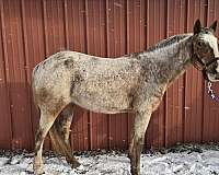 race-appaloosa-pony