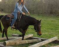 trail-quarter-horse