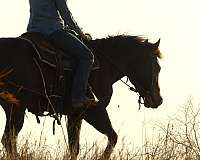 trail-class-competition-quarter-horse