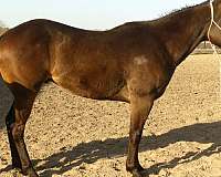 western-dressage-quarter-horse