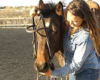 western-pleasure-quarter-horse