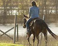 working-cattle-quarter-horse