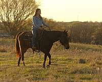 brown-quarter-horse-gelding