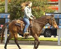brown-trail-horse