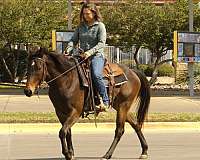 brown-dressage-horse