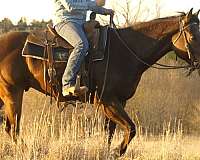 brown-trail-class-competition-horse