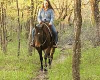 brown-trail-riding-horse