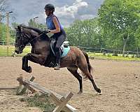 sport-mustang-pony