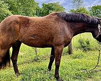 western-dressage-mustang-pony