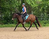 dressage-mustang-pony